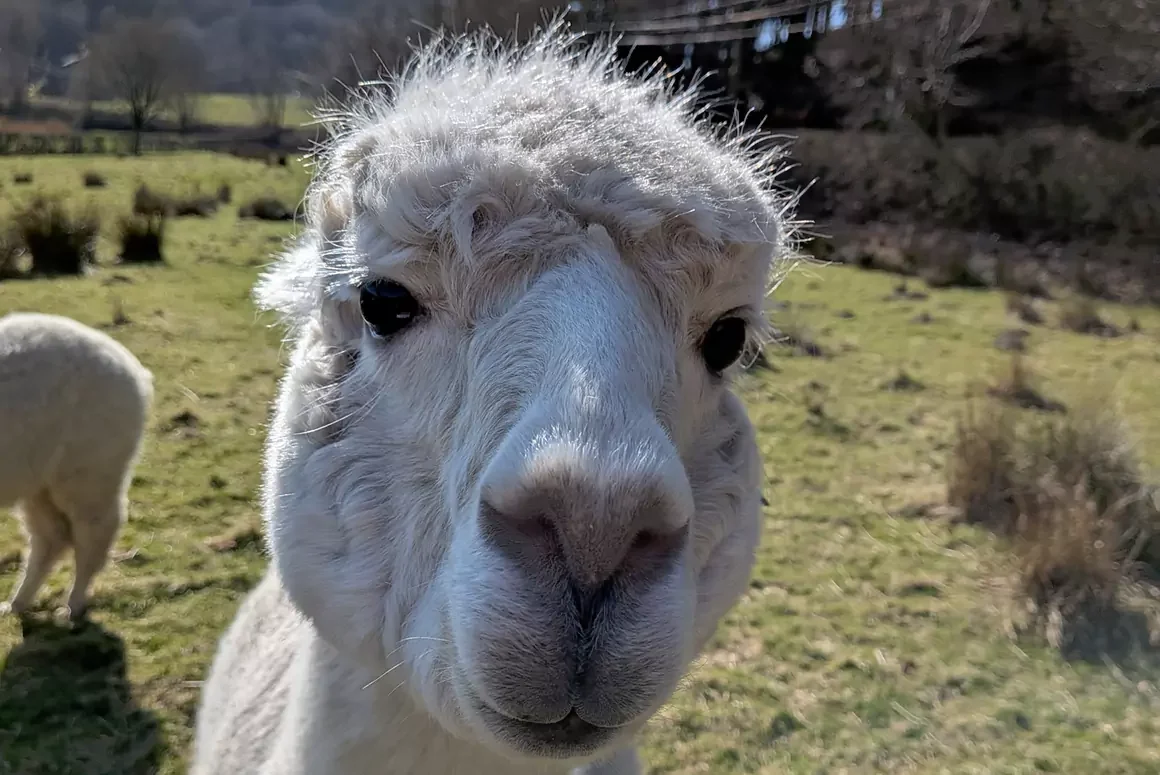 Alpaca and Sheep Poo Secrets Tested to Help World’s Grasslands Alpaca and Sheep Poo Secrets Tested to Help World’s Grasslands