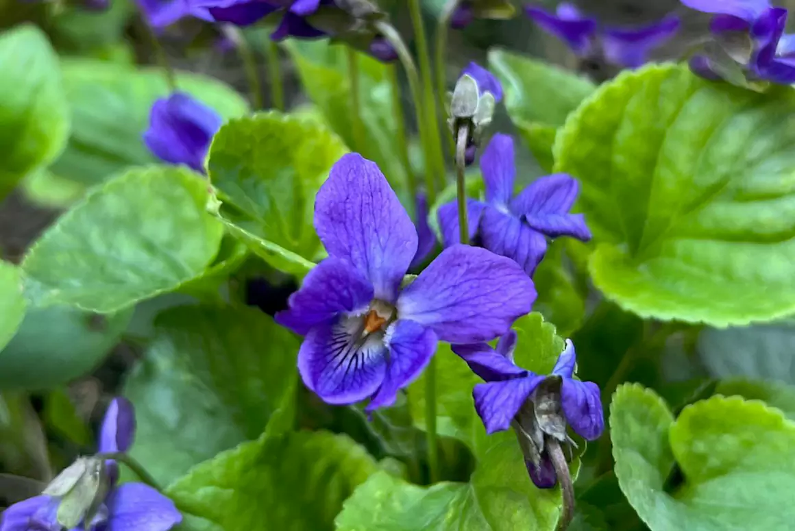 Meadow Network Heralds’ New Arrival for Denbigh Site