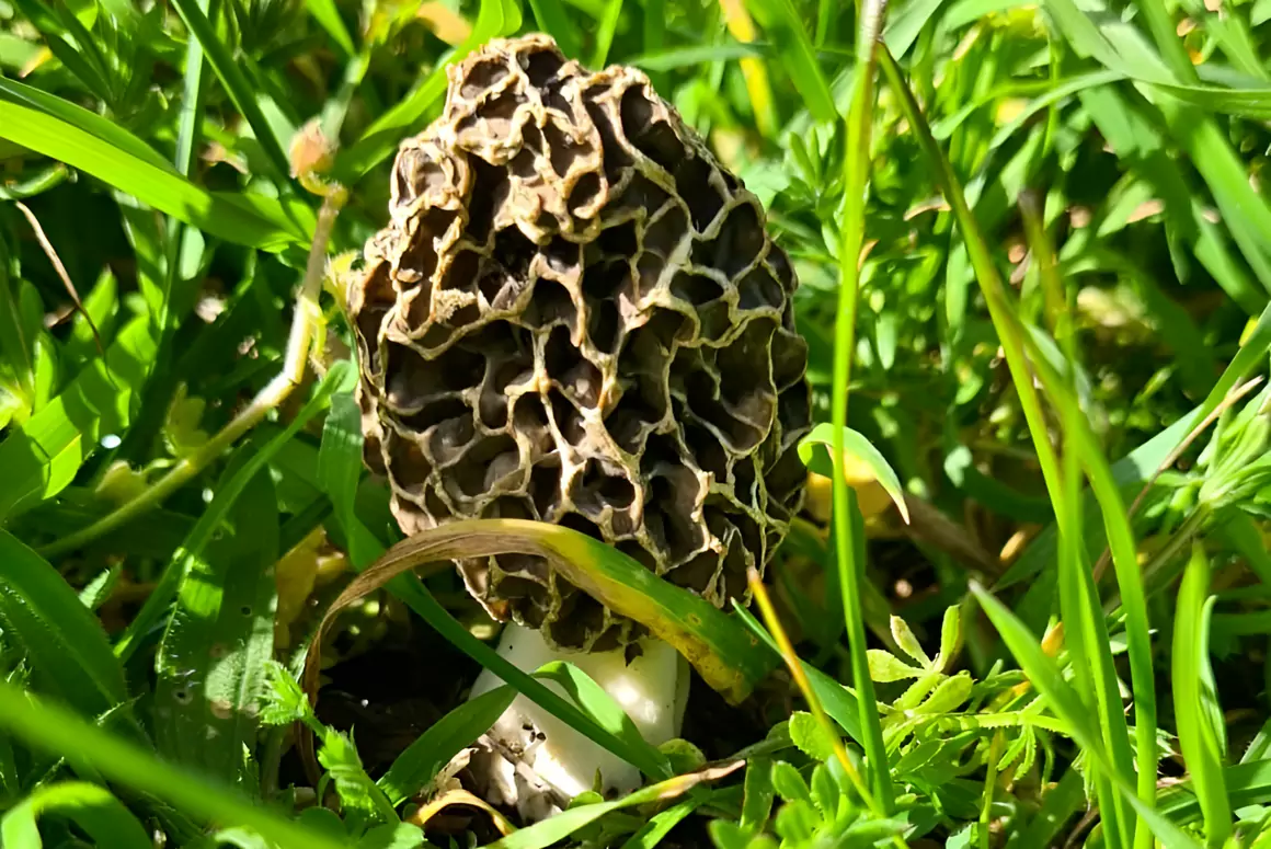 Natural Delicacy Delights Nature Recovery Work