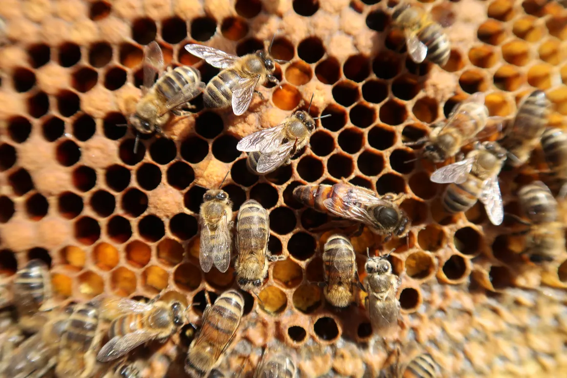Afon Mêl Honey Farm & Meadery