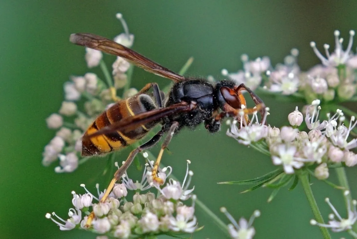 The Big British Garden Survey and the Yellow-Legged Asian Hornet