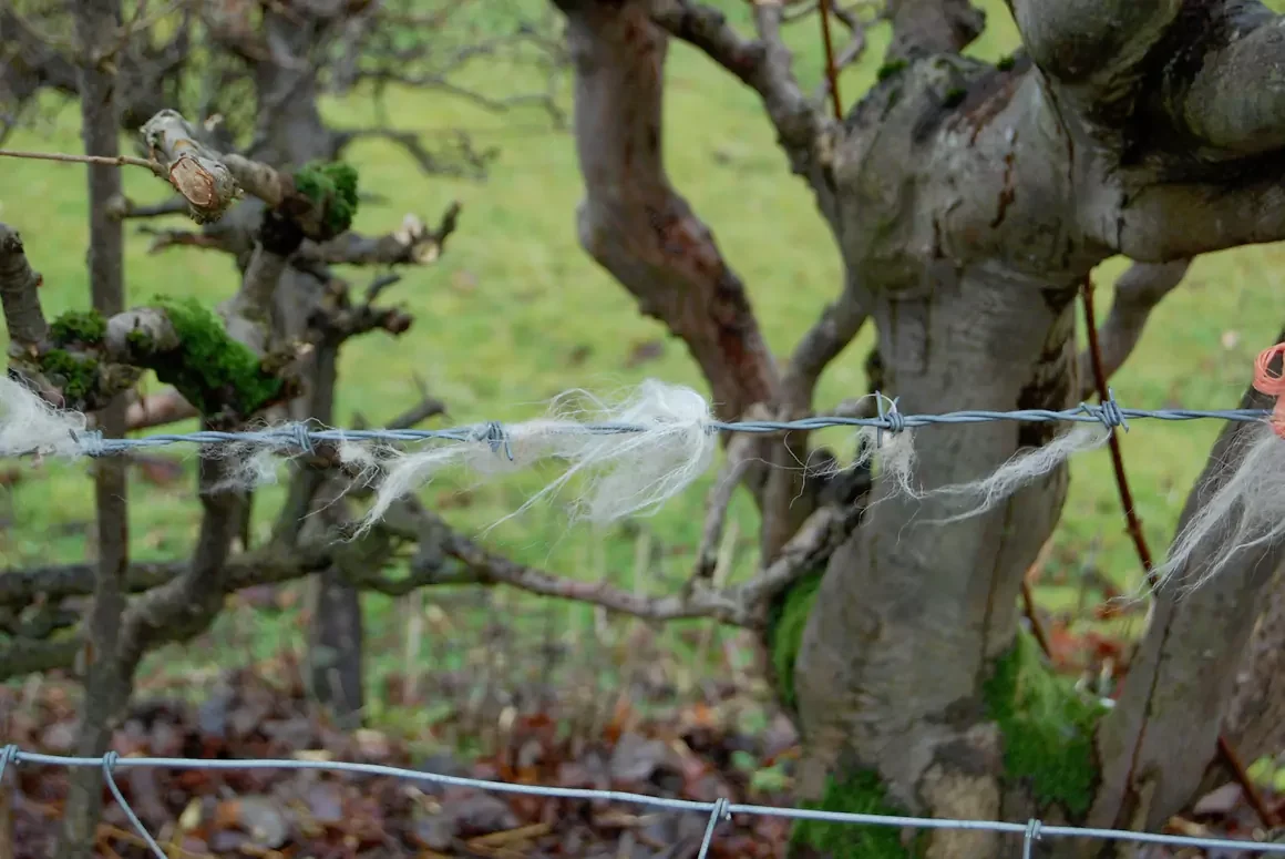 Rediscovering the Value of “Worthless” Welsh Mountain Wool Rediscovering the Value of “Worthless” Welsh Mountain Wool