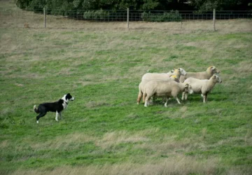 Sheep Dog Trials