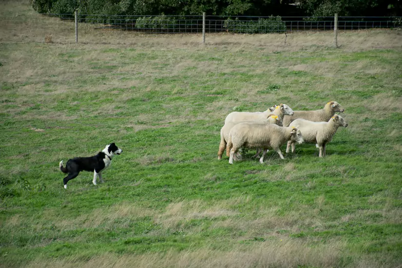 Sheep Dog Trials