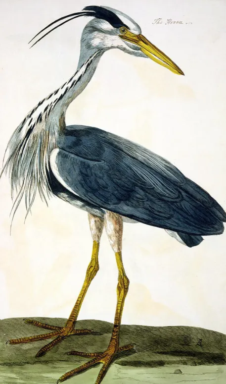 Festival to Celebrate 300th Anniversary of Welsh Naturalist