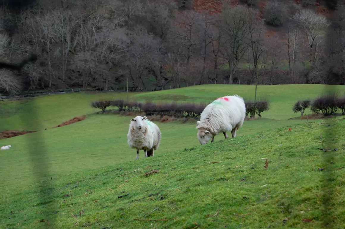 Welsh-mountain-ewes Rediscovering the Value of “Worthless” Welsh Mountain Wool