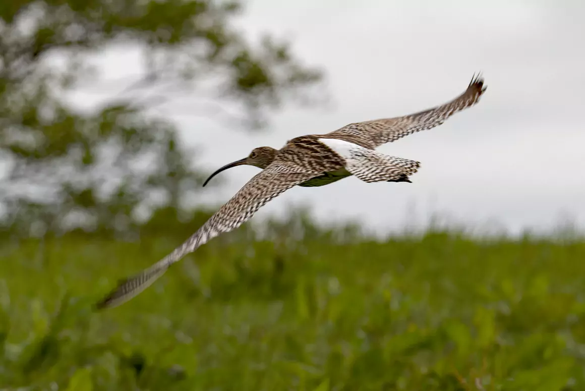 New Funding Support Gives Hope for Rare Bird