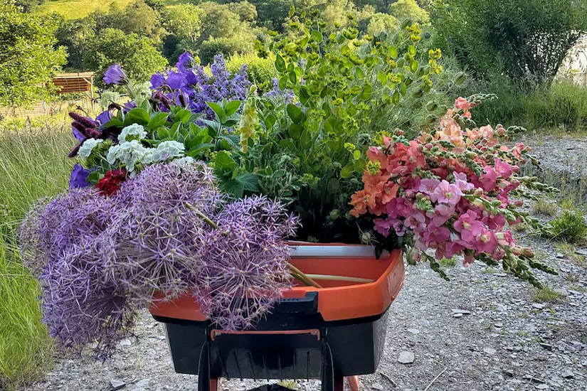 Field to Vase Morning | Outbloom Flower Farm