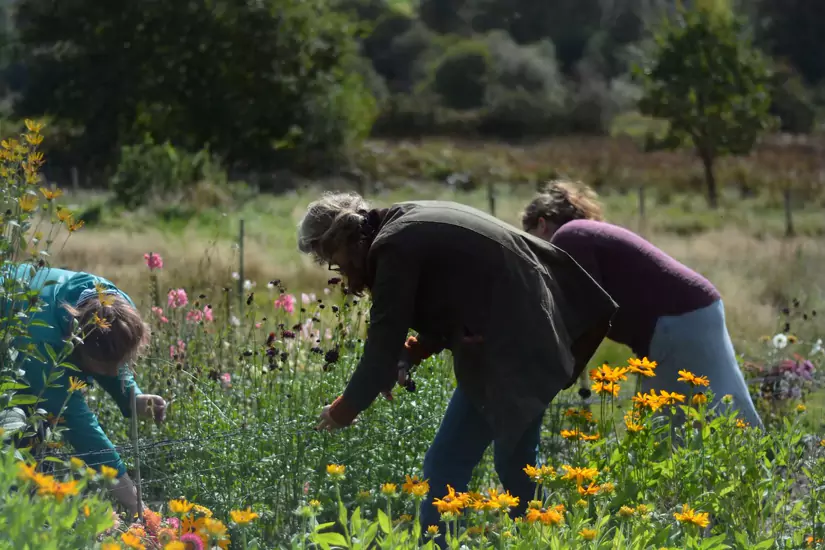 Field to Vase Morning | Outbloom Flower Farm