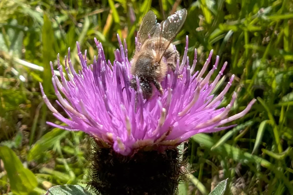 Wildflower Week Blooms into Action this Month