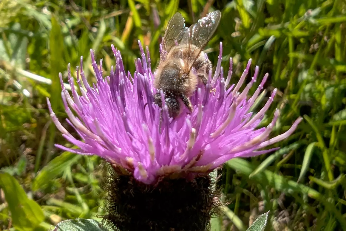 Wildflower Week Blooms into Action this Month