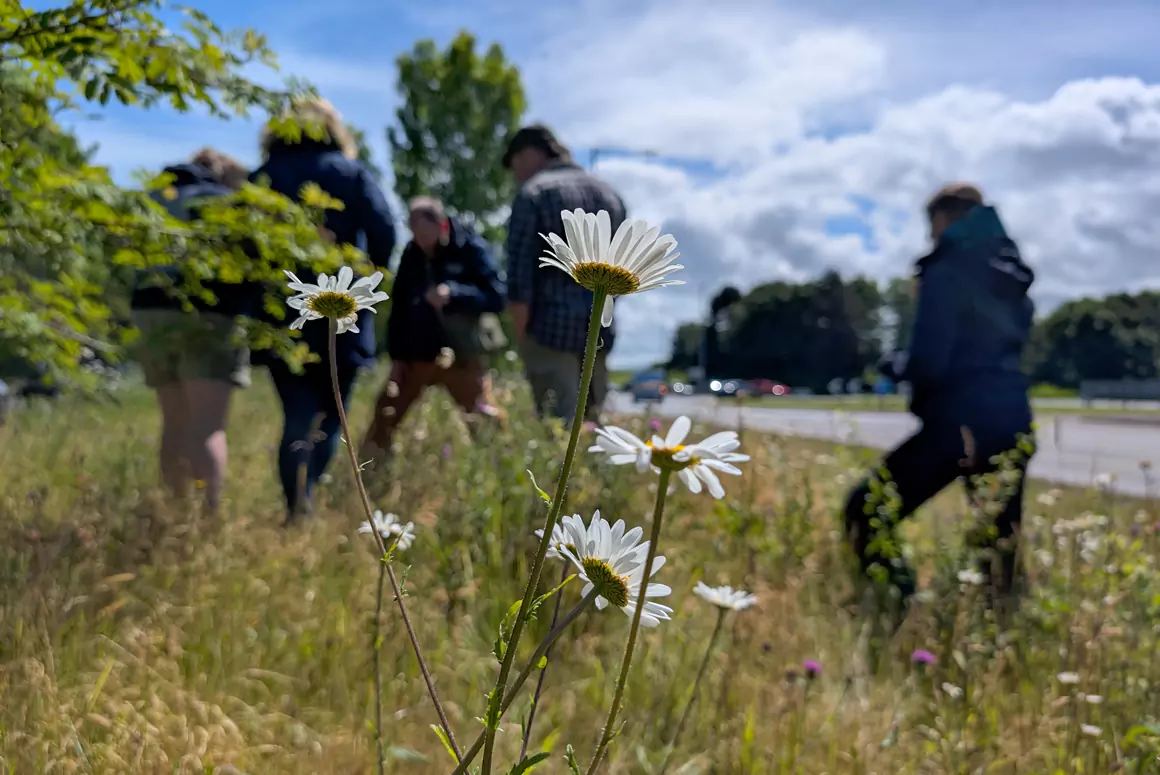 Wildflower Week Blooms into Action this Month