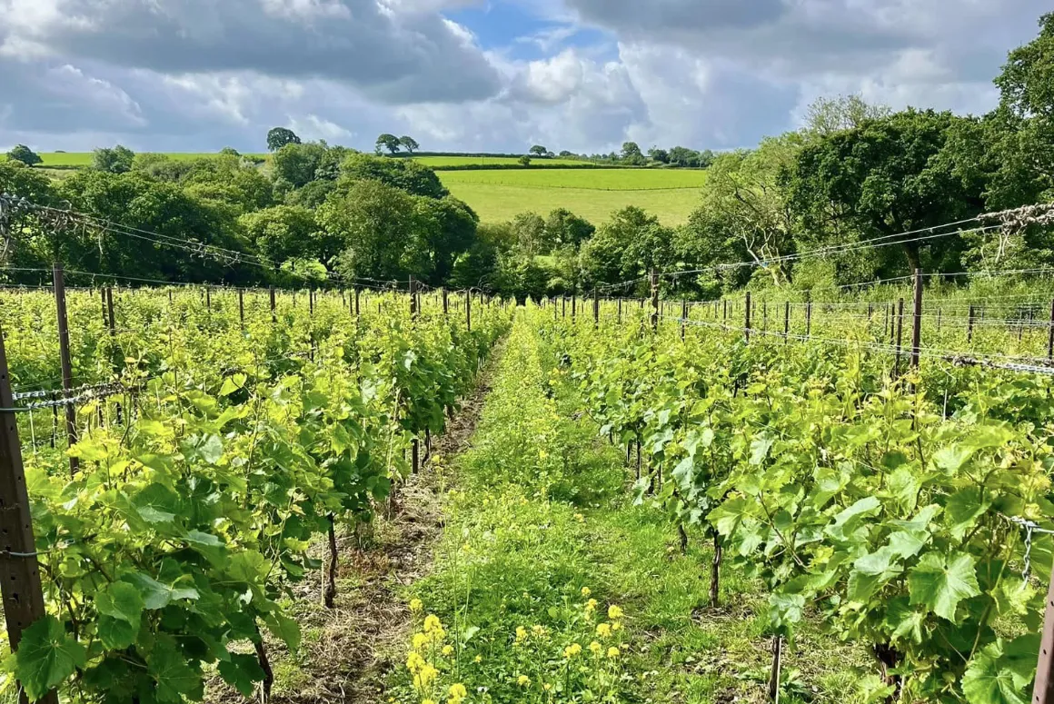 Piloting to Tripadvisor by Velfrey Vineyard