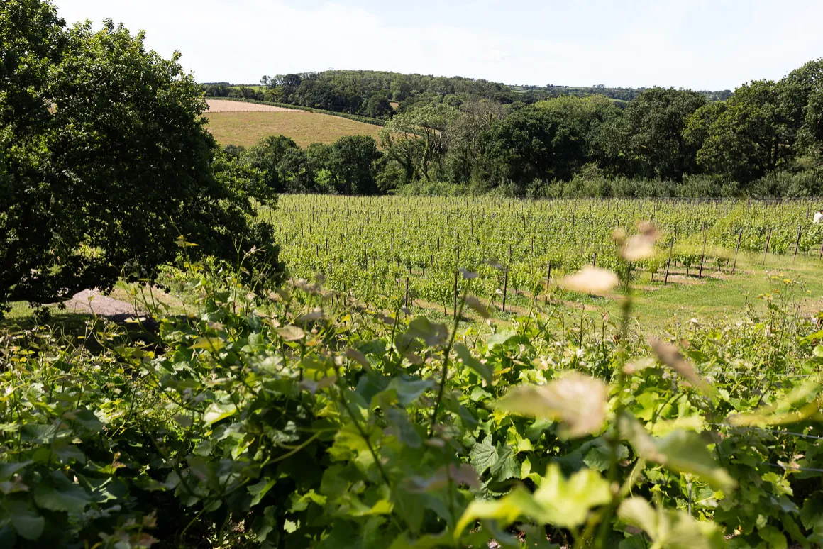 Piloting to Tripadvisor by Velfrey Vineyard