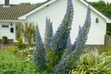 Echium gentianoides