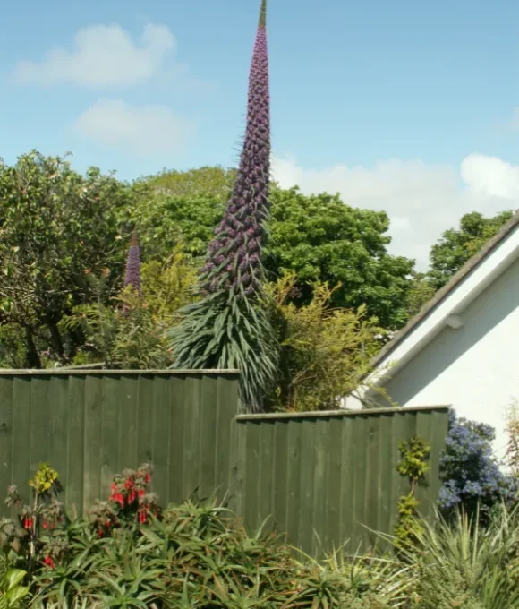 Echium pininana