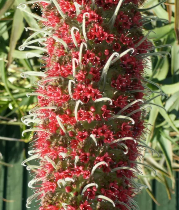 Echium wildpretii