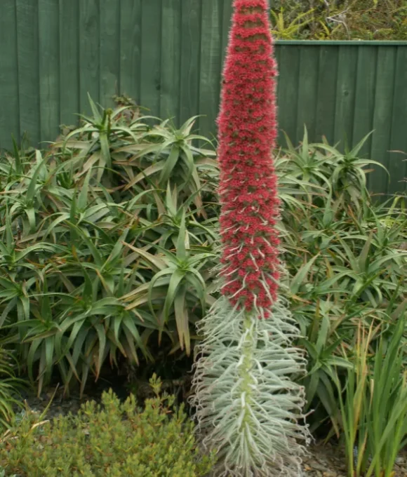 Echium wildpretii