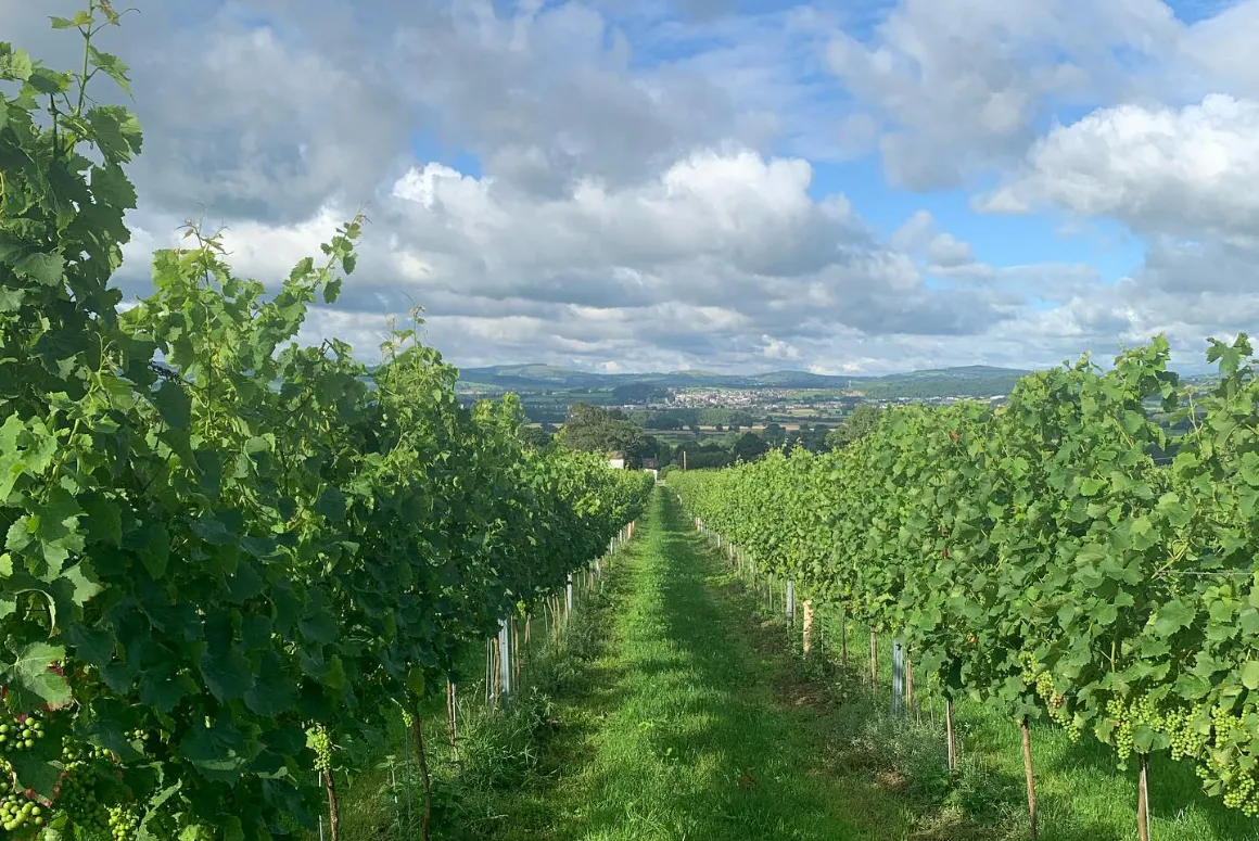 Welsh Wine Week Celebrate Growing and Award-winning Industry
