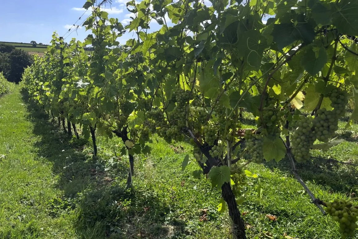 Piloting to Tripadvisor by Velfrey Vineyard