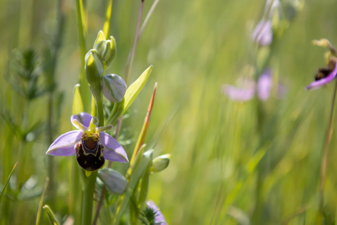 Nature Recovery Project Spurs Large Orchid Resurgence