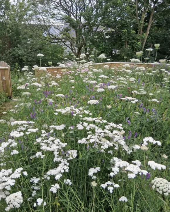 Meadow Creations, Creating Wildflower Spaces
