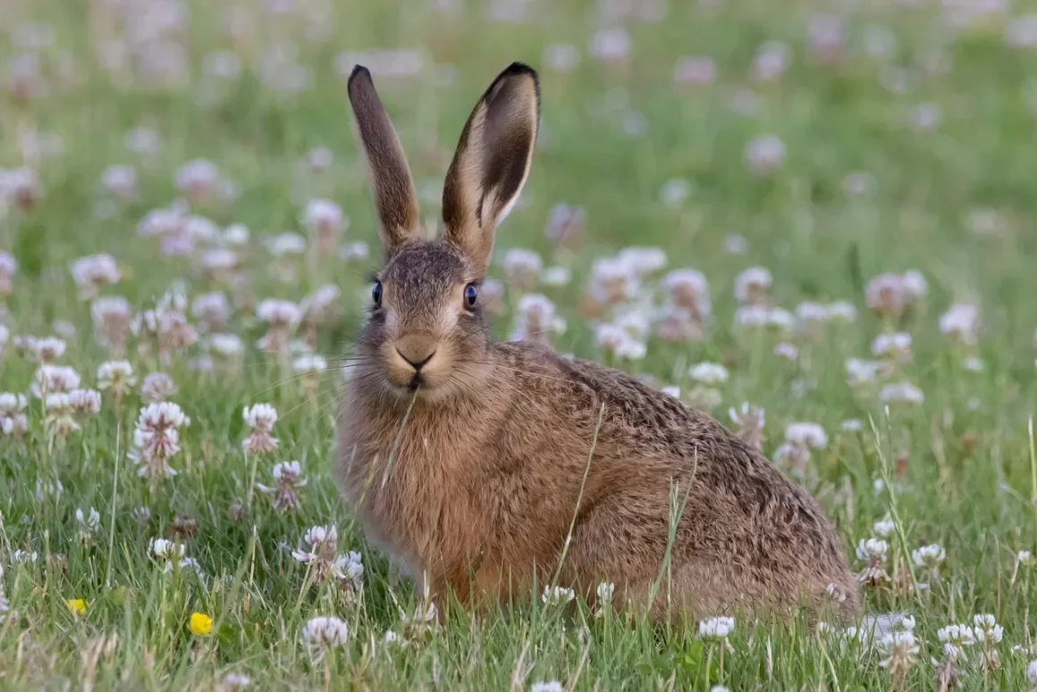 Strengthened Sentencing Guidance on Hare Coursing Welcomed Strengthened Sentencing Guidance on Hare Coursing Welcomed