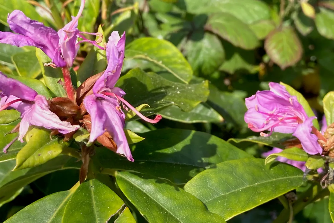 Can Native Insects Help Tackle Invasive Plants in Wales?