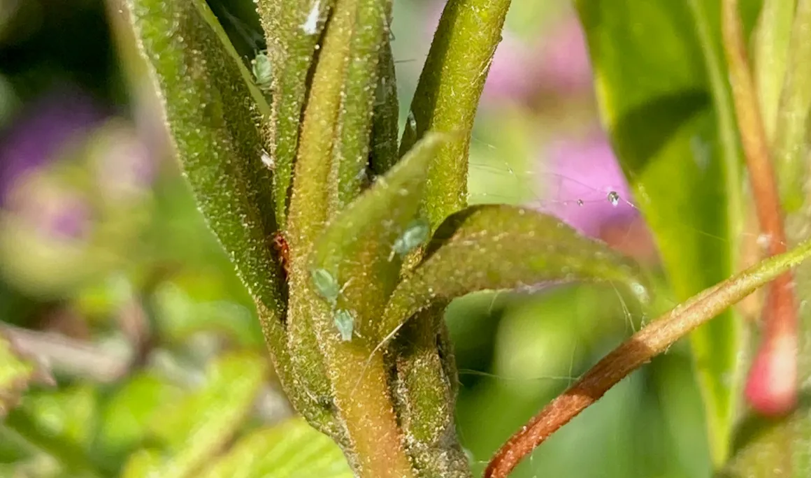 Can Native Insects Help Tackle Invasive Plants in Wales?