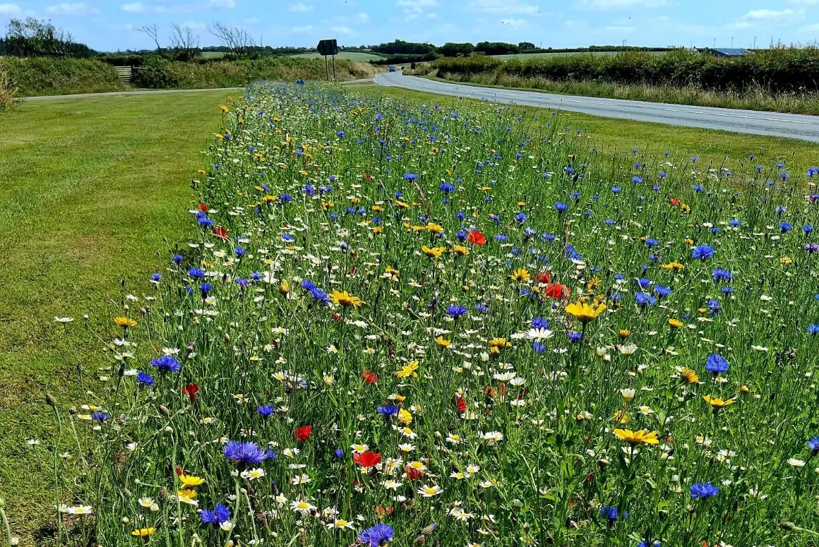 Meadow Creations, Creating Wildflower Spaces