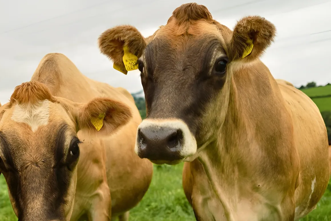 Usk Valley Cheese Company