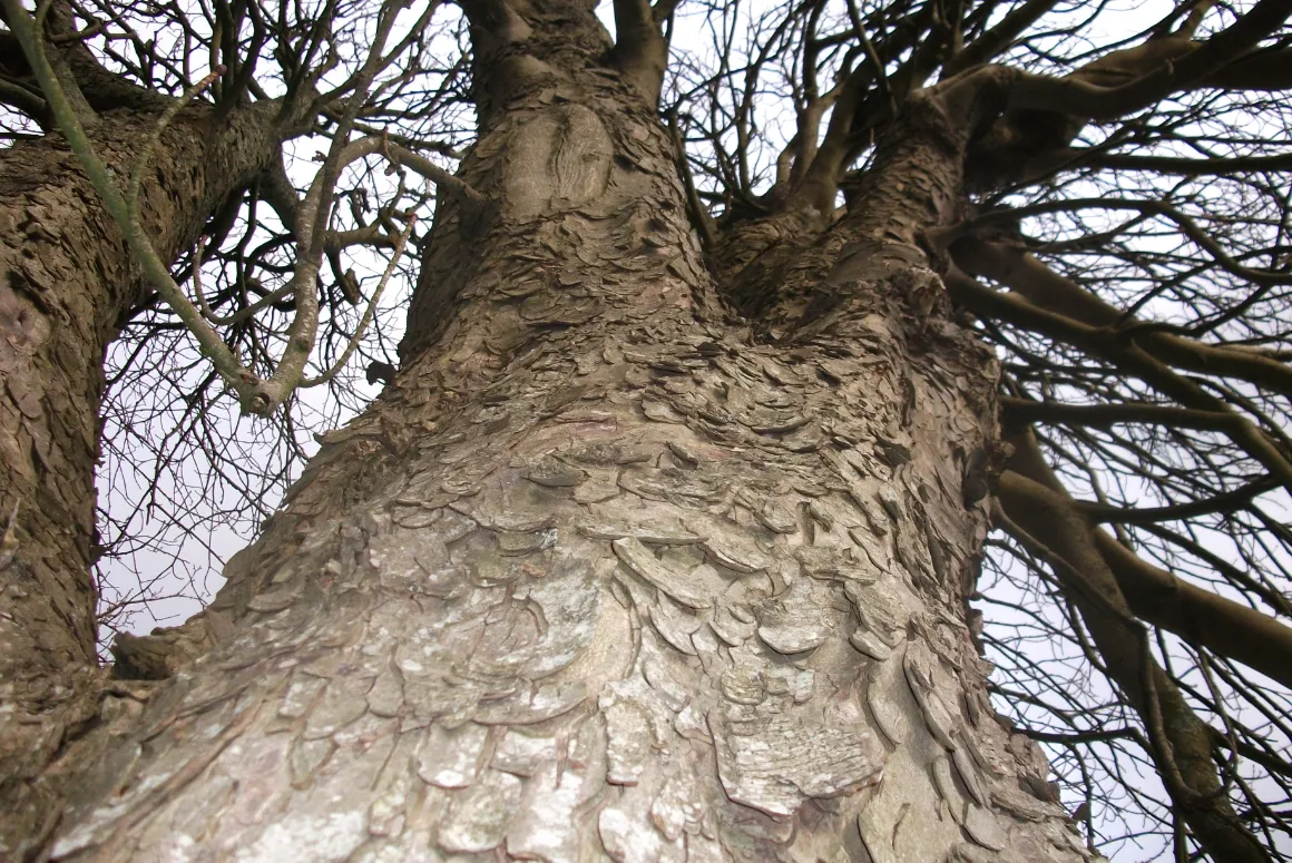 Tree at Withybush Woods, Milford Haven, taken by David Minkowski aged 15years, Milford Haven Comprehensive School