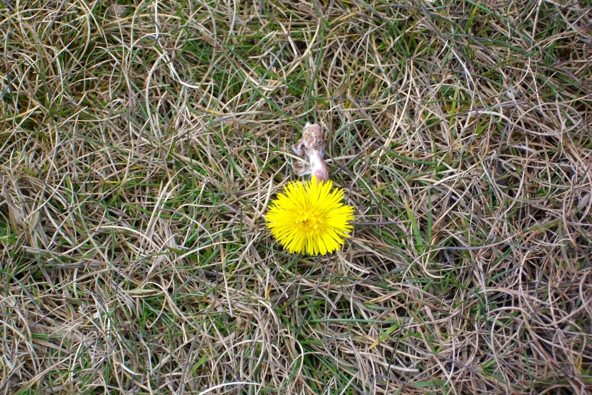 Dandelion at Machynys, taken by Lauren Bytheway aged 11 years, Maes Y Morfa Community Primary School, Llanelli