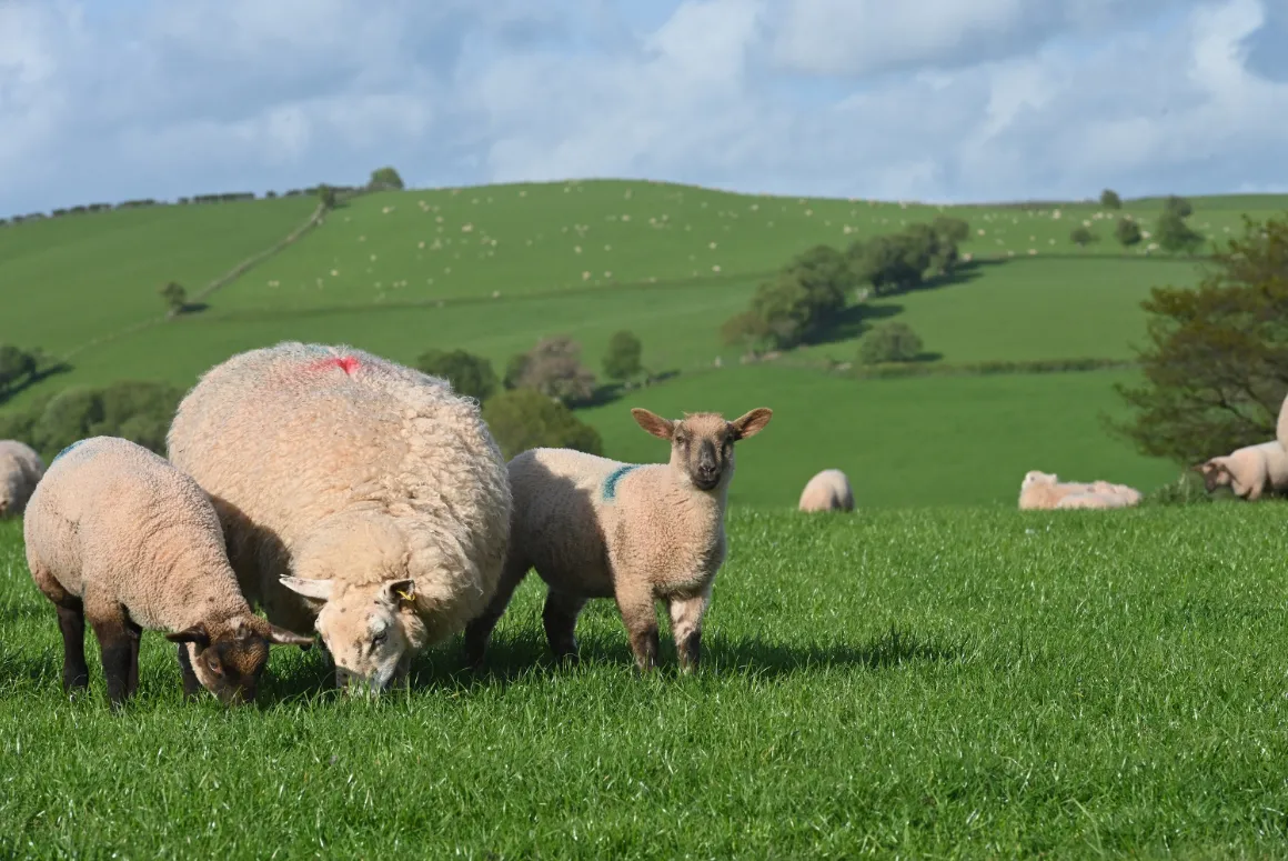 Wales YFC Launch Stock Producer of the Year Award