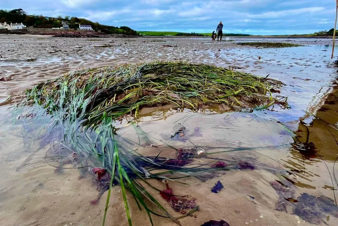 Fishers’ Knowledge Helps Identify Seagrass Restoration Sites