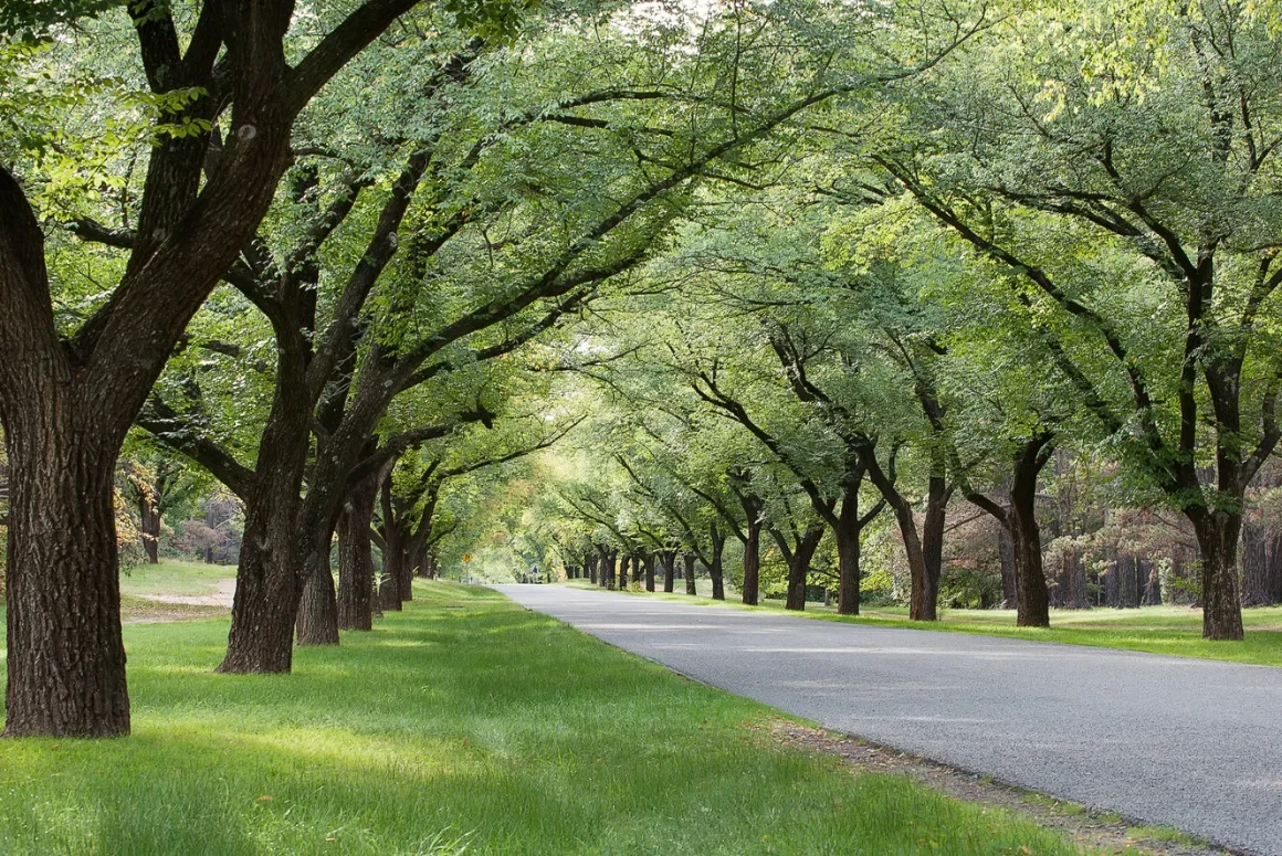 Trees for Hotter Cities Boost Community Input