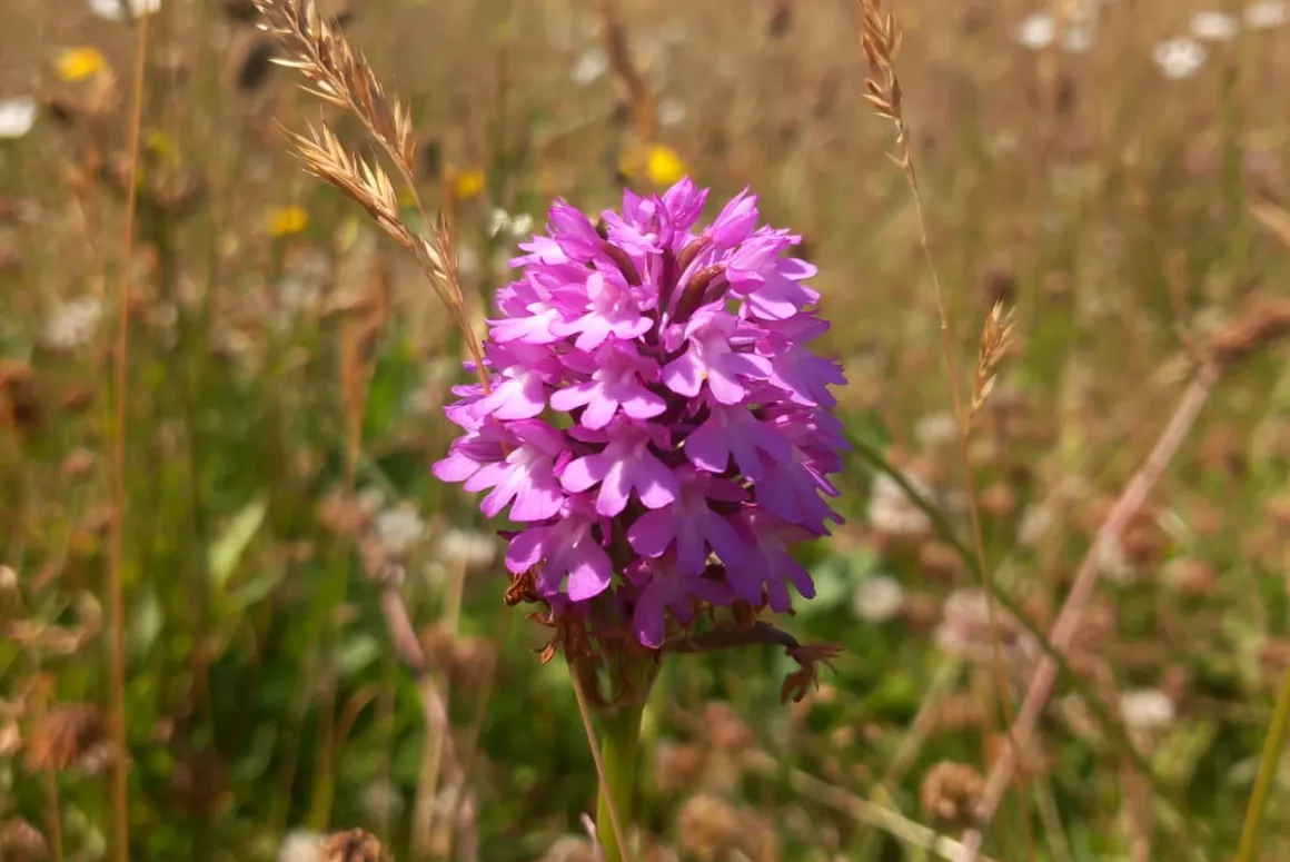 Prestatyn Meadow Welcomes First Time Resident