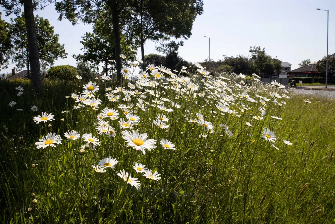 Maintenance Work Starts on Wildflower Meadows