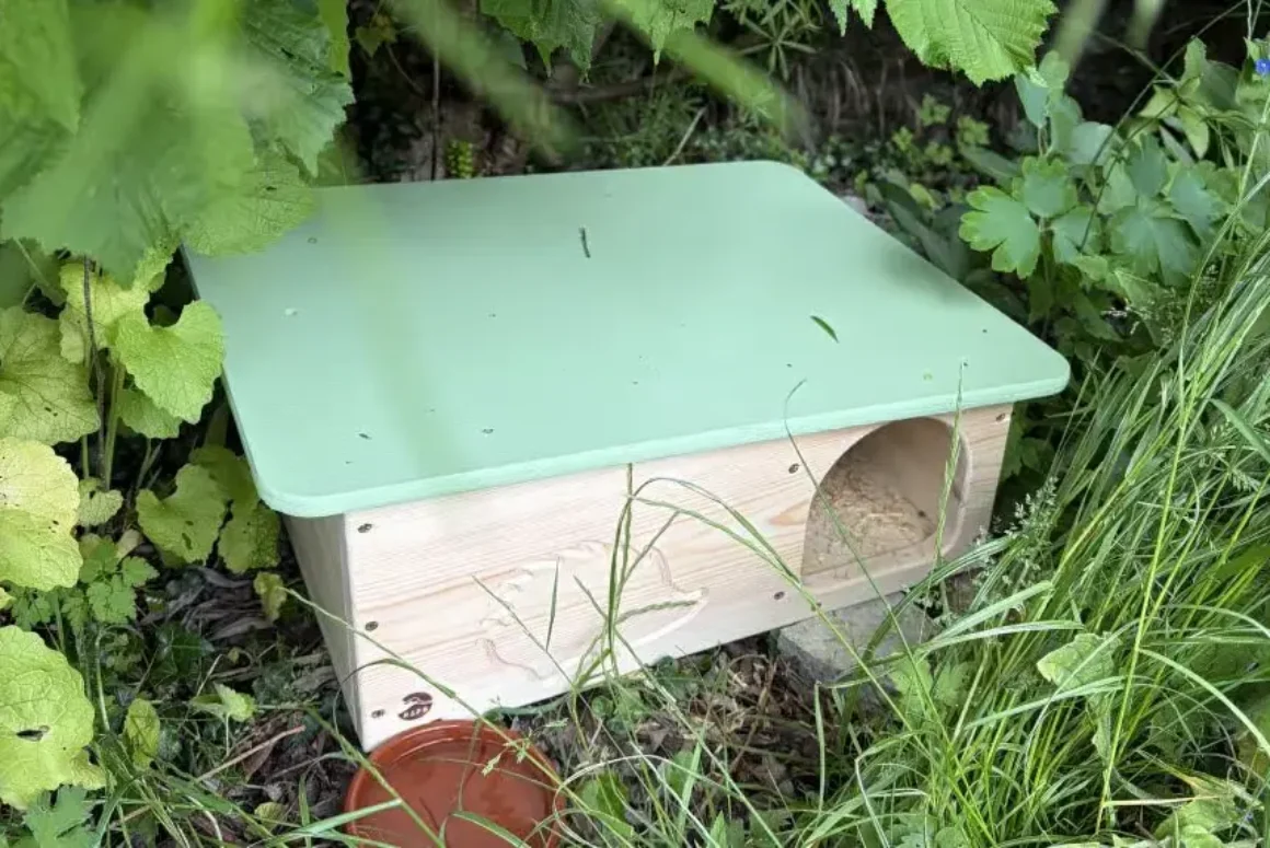 Wrexham Gives Hedgehogs a Helping Hand with New Homes
