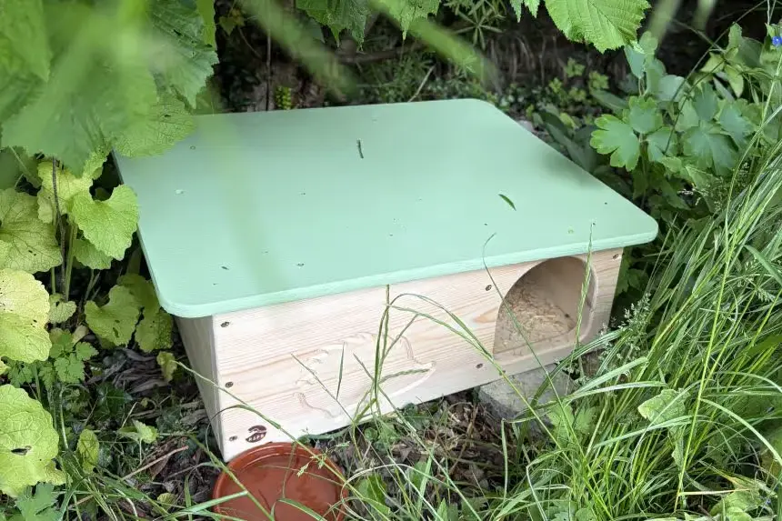Wrexham Gives Hedgehogs a Helping Hand New Homes