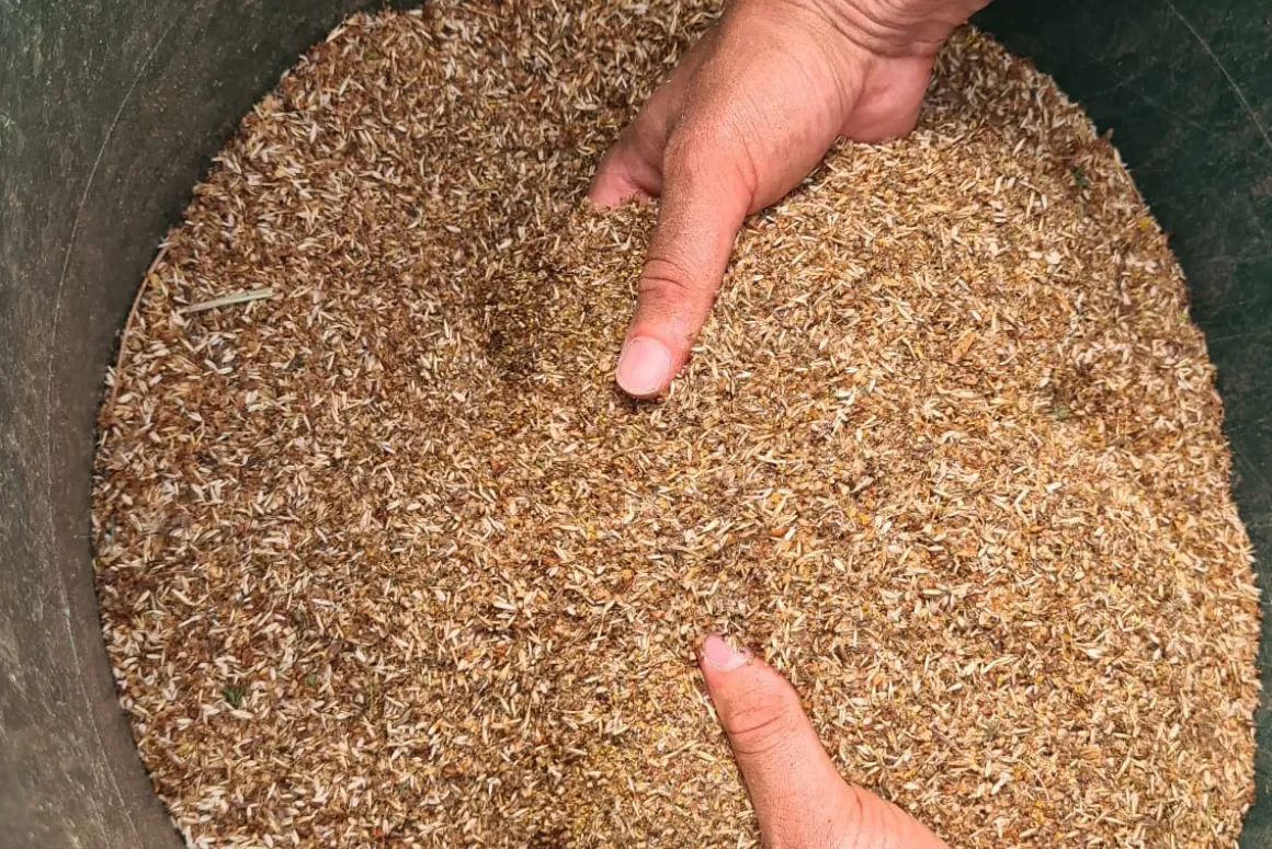 Wildflower Seed Harvest to Help Nature Flourish