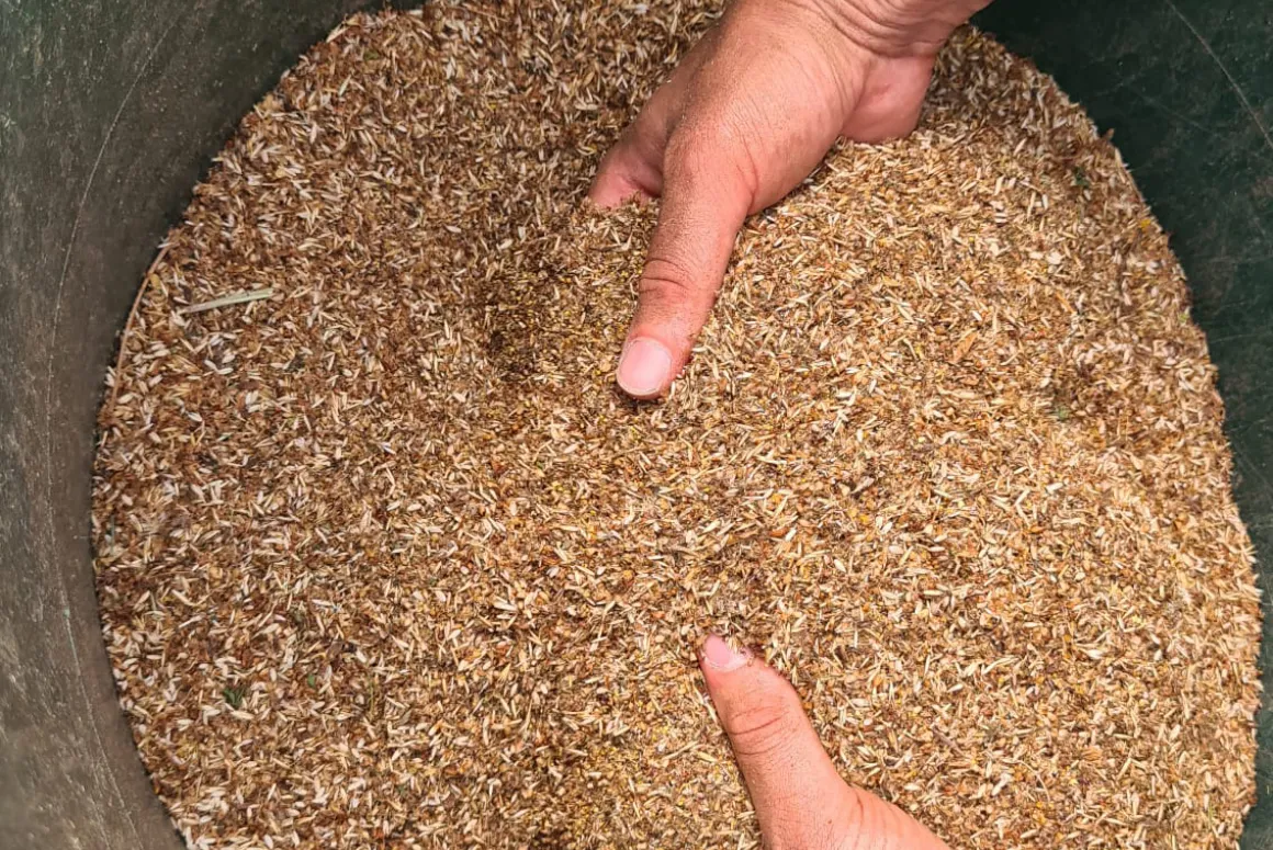 Wildflower Seed Harvest to Help Nature Flourish
