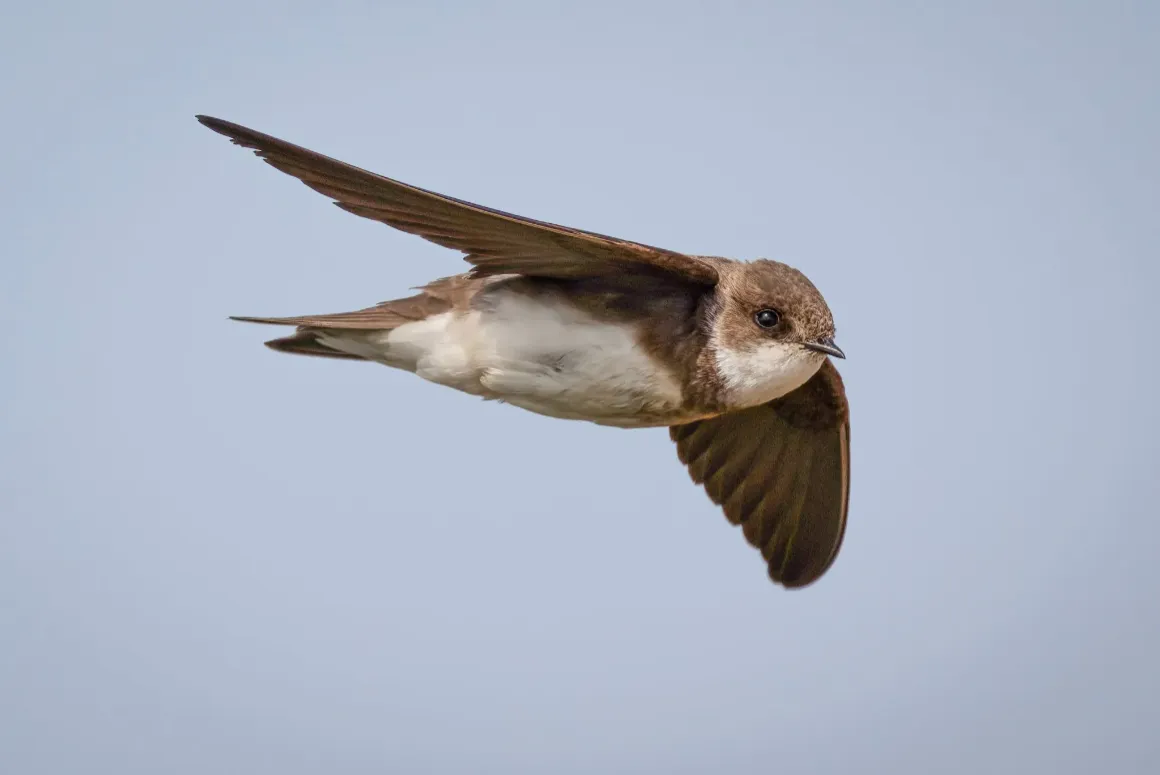 House Martins | Credit: Craig Richardson