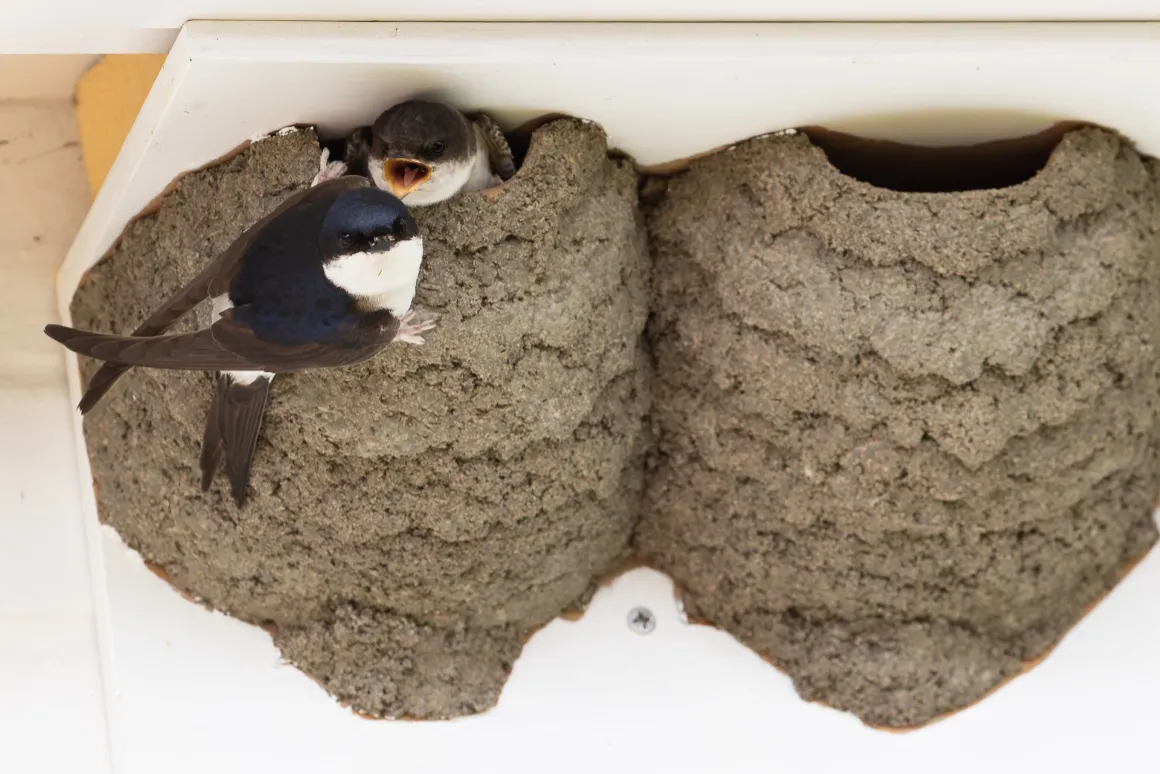 House Martins | Credit: Craig Richardson