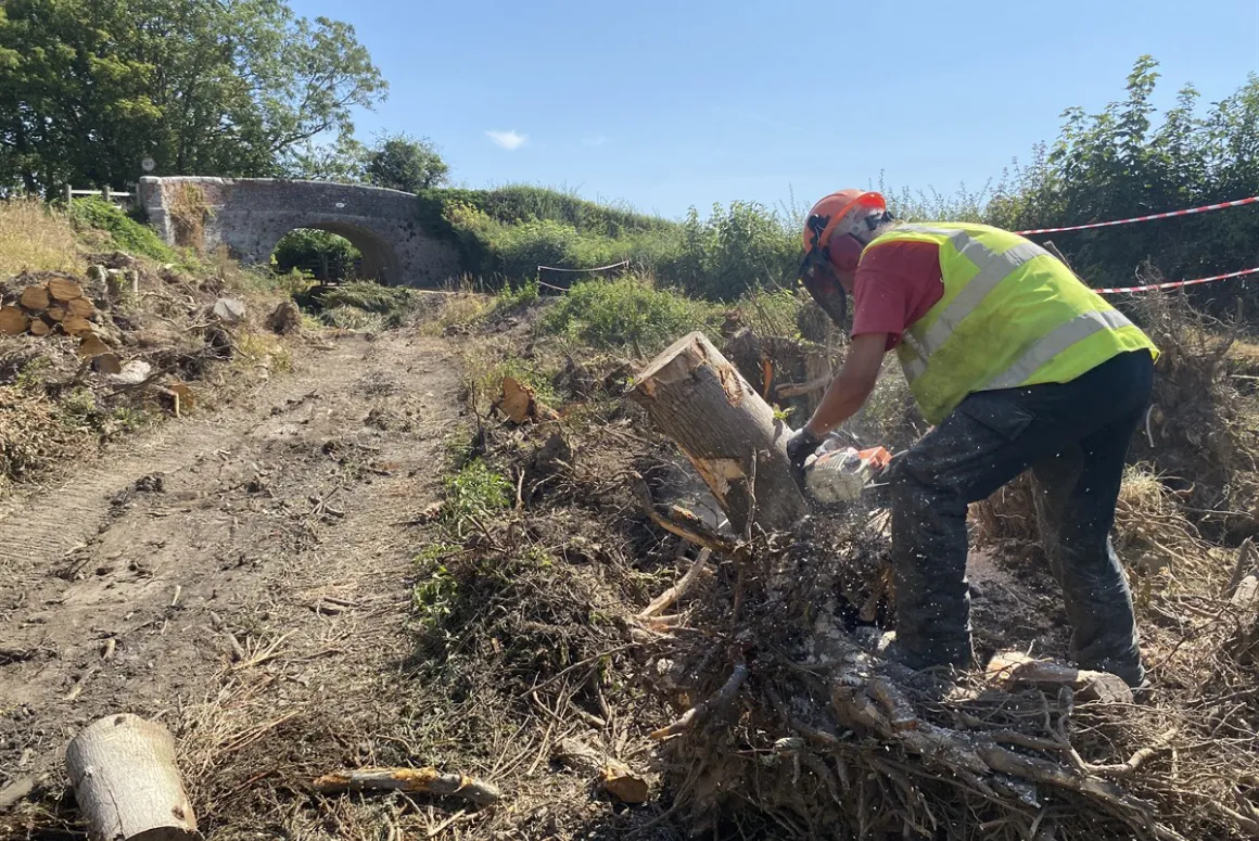 Stump tops removed for logs