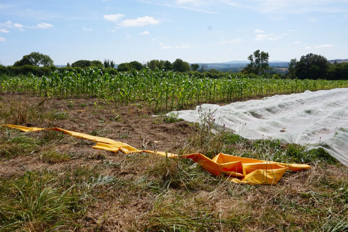 A hose pipe next to a field of corn and carrots at Langton Farm