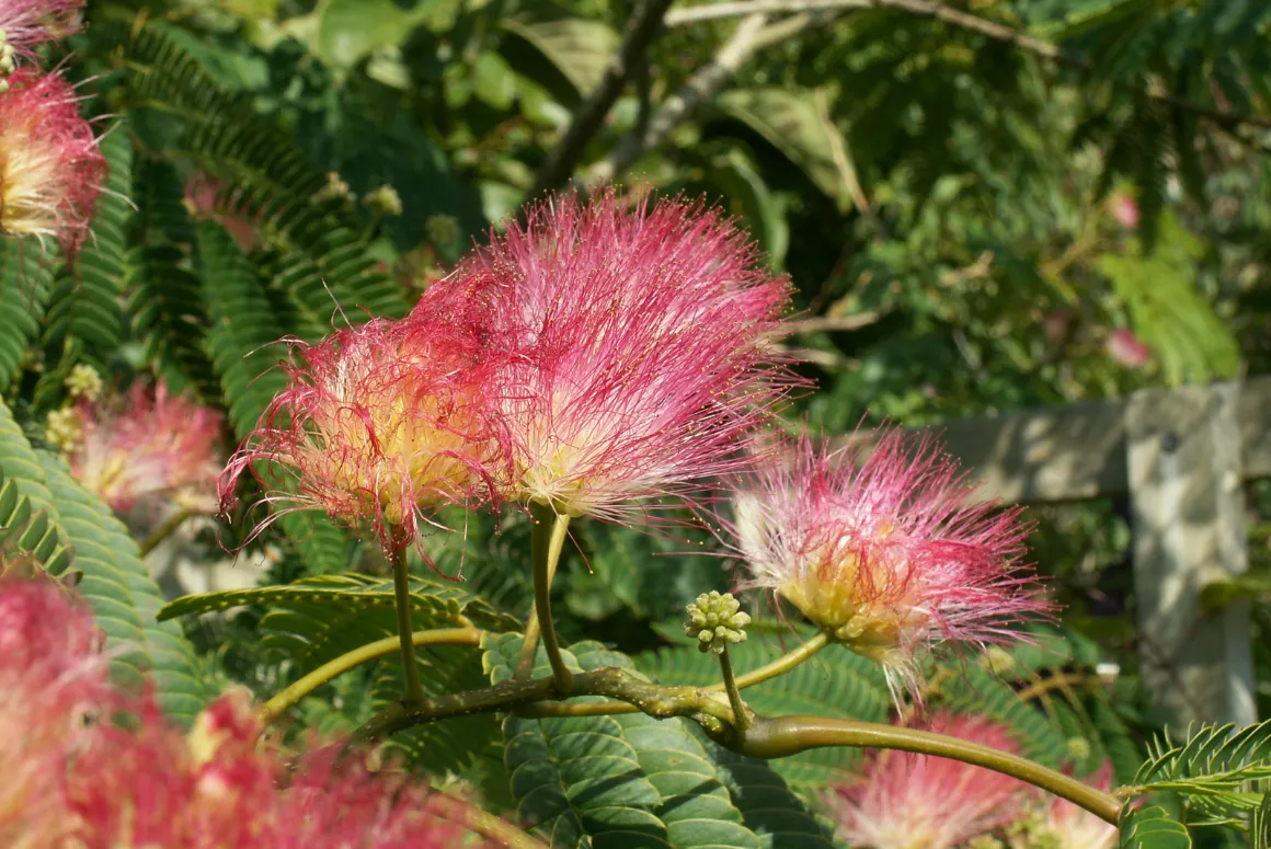 Albizia julibrissin 'Ombrella'