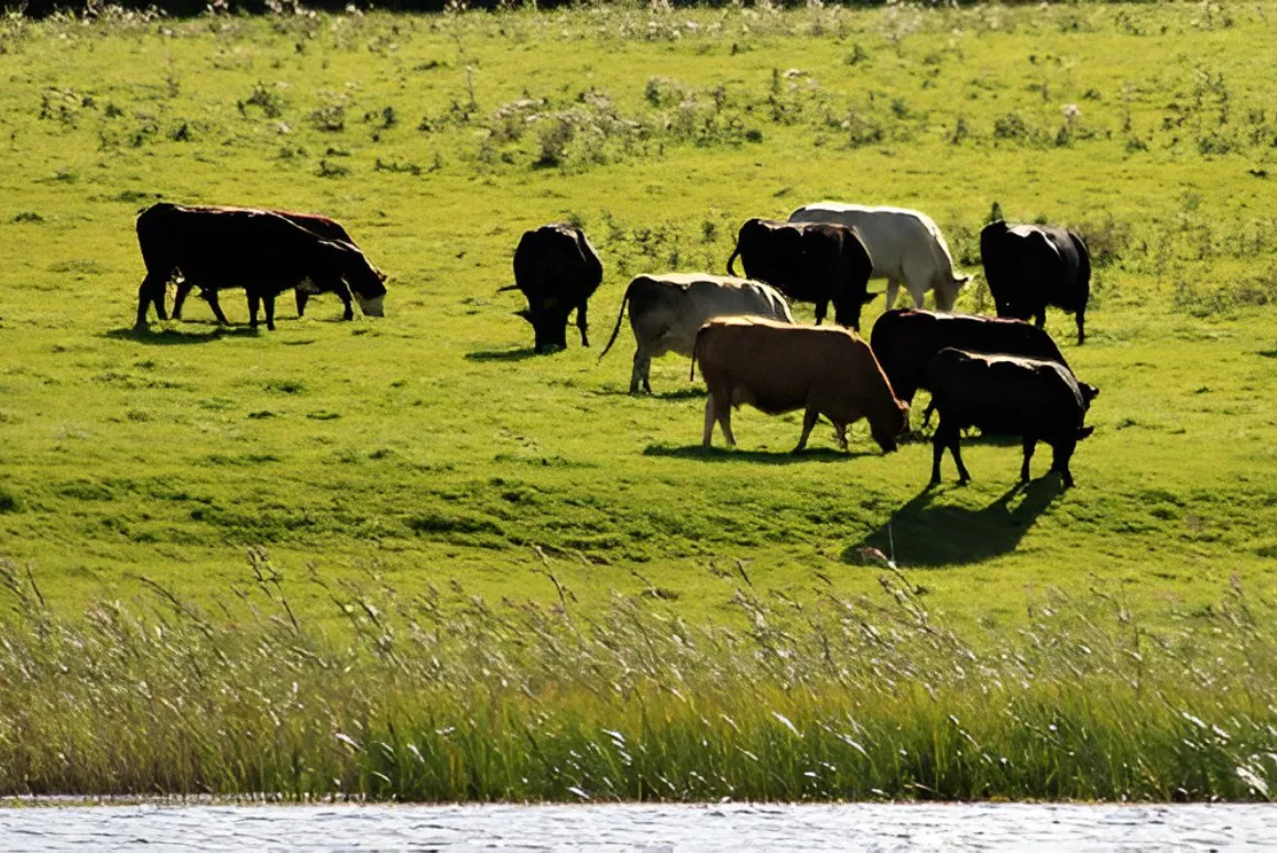 Cattle Grazing in rural Wales