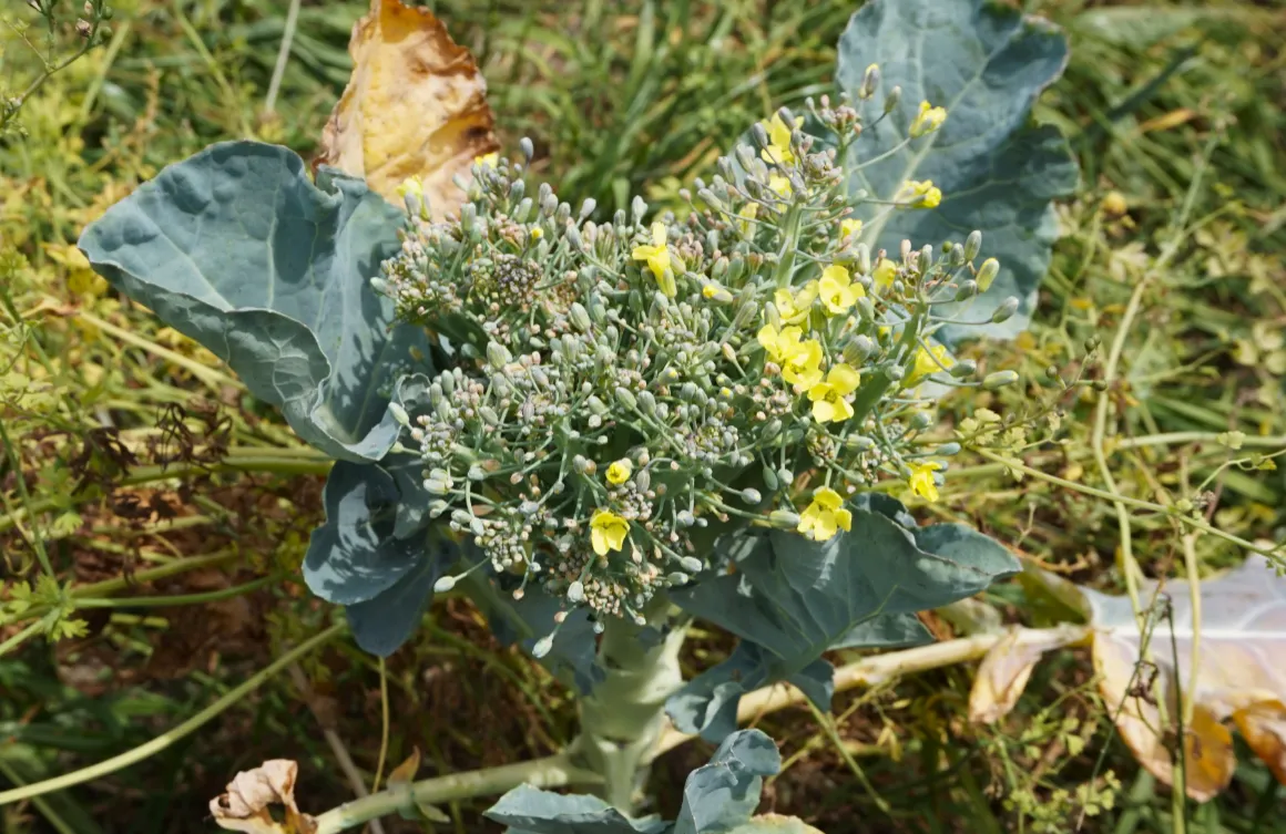 Chinese cabbages which have flowered and bolted prematurely due to the heat at Langton Farm