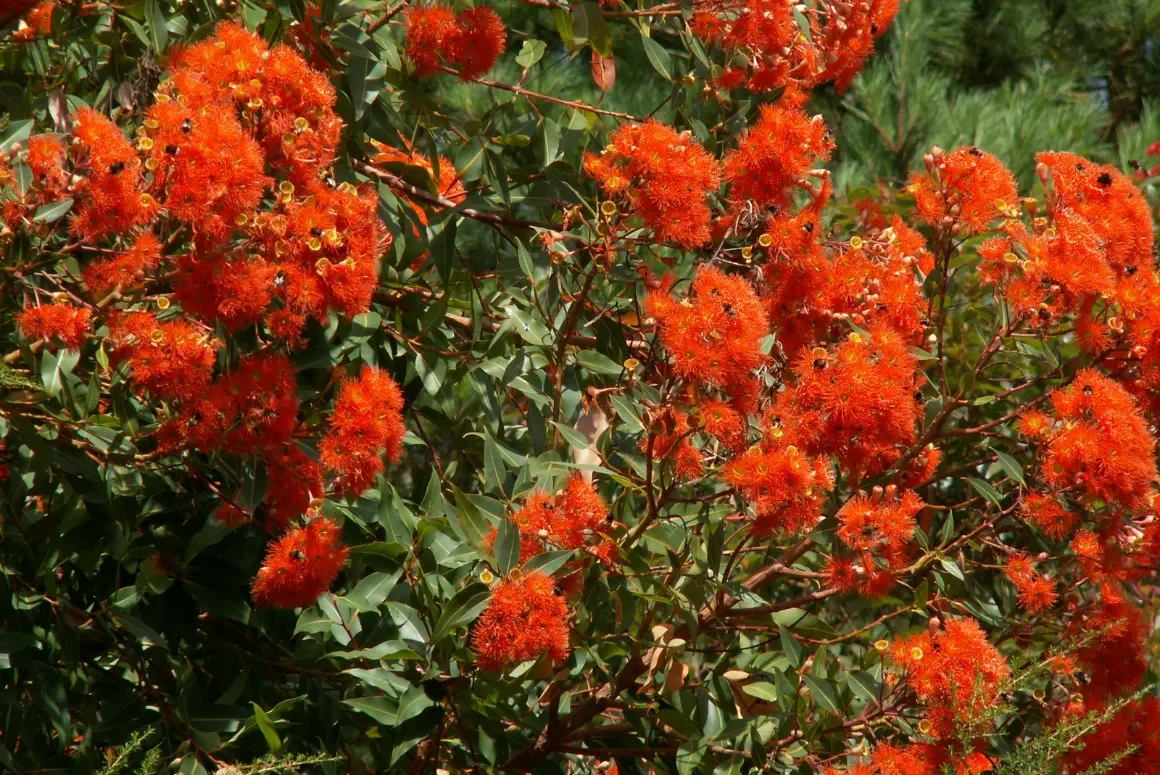The Late Summer Garden 2026 Corymbia (formerly Eucalyptus) ficifolia